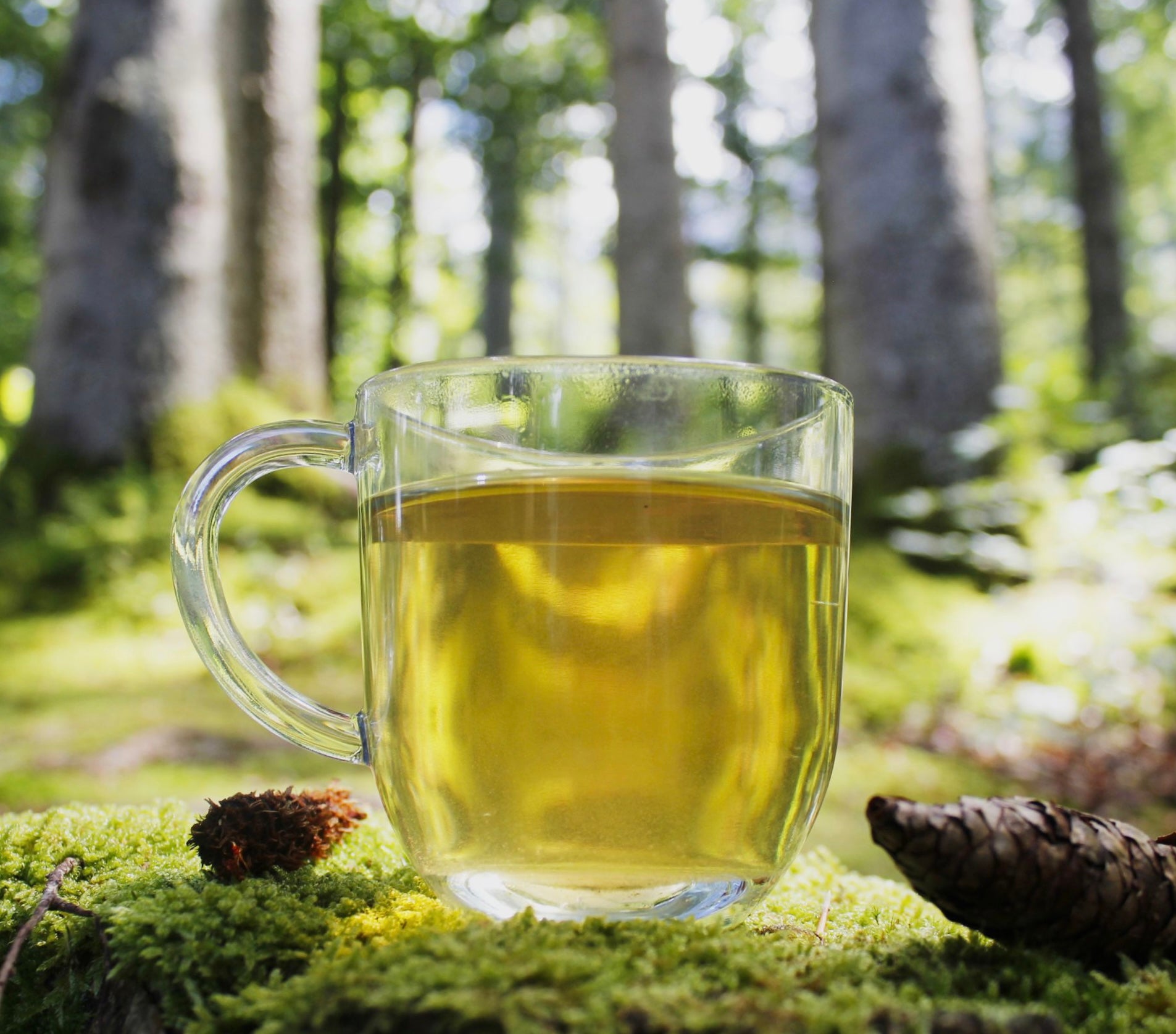 Ayurtea relaxation tea in einem Waldbereich. Die Teetasse ist von der Natur umgeben, im Hintergrund erstrecken sich Bäume und Wald.